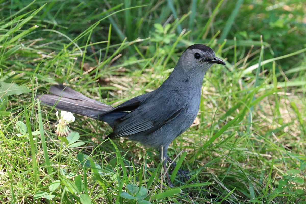Gray Catbird - ML638373644