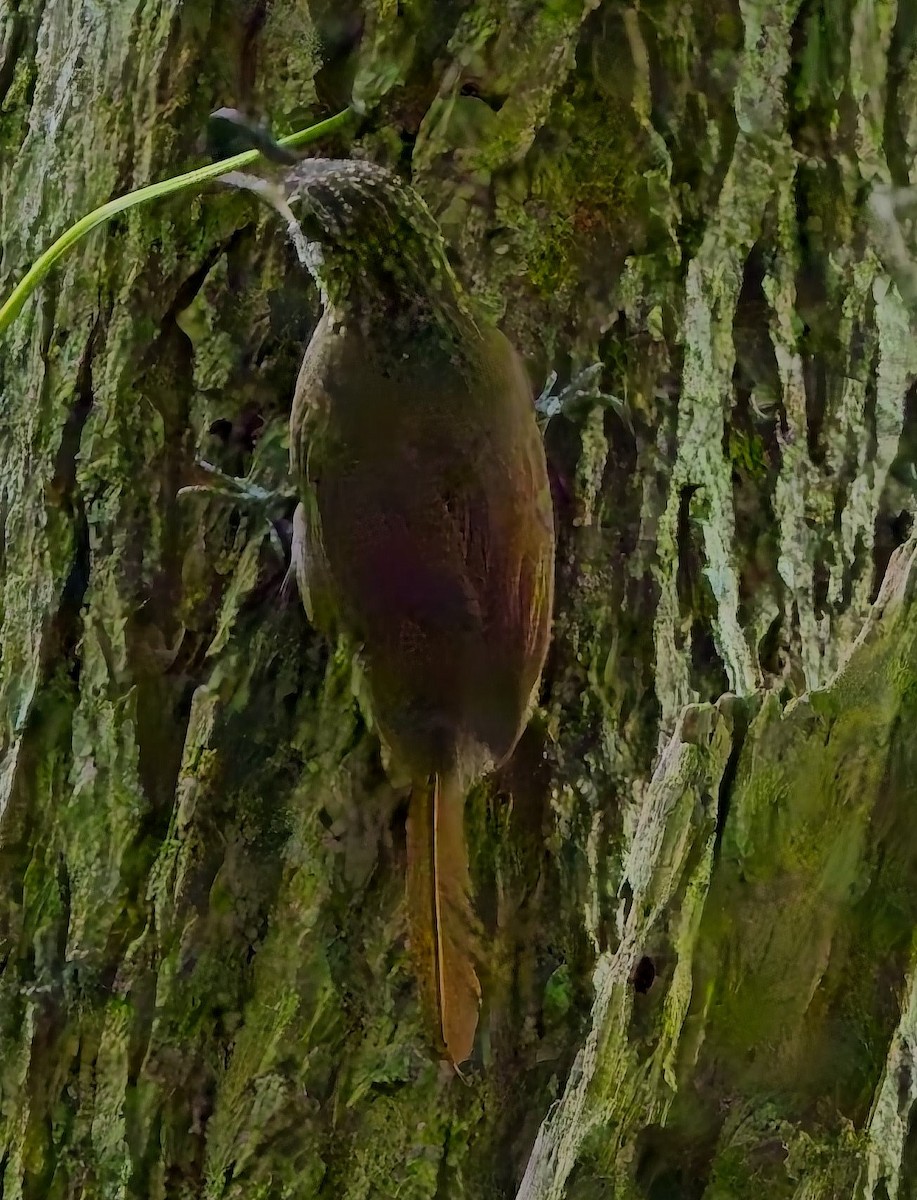 Cocoa Woodcreeper (Lawrence's) - ML638373680