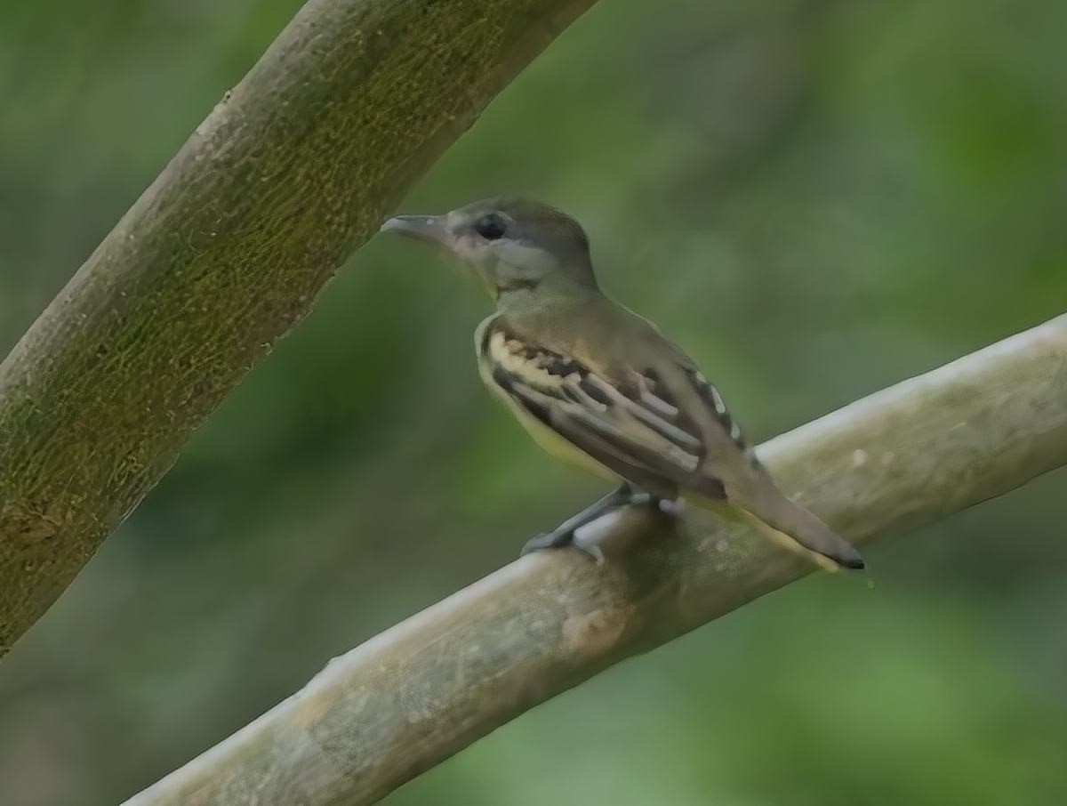 White-winged Becard - ML638373711