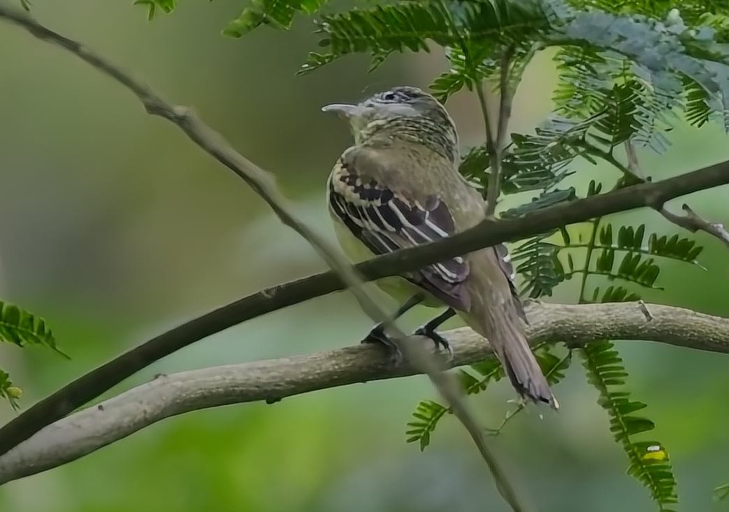 White-winged Becard - ML638373712
