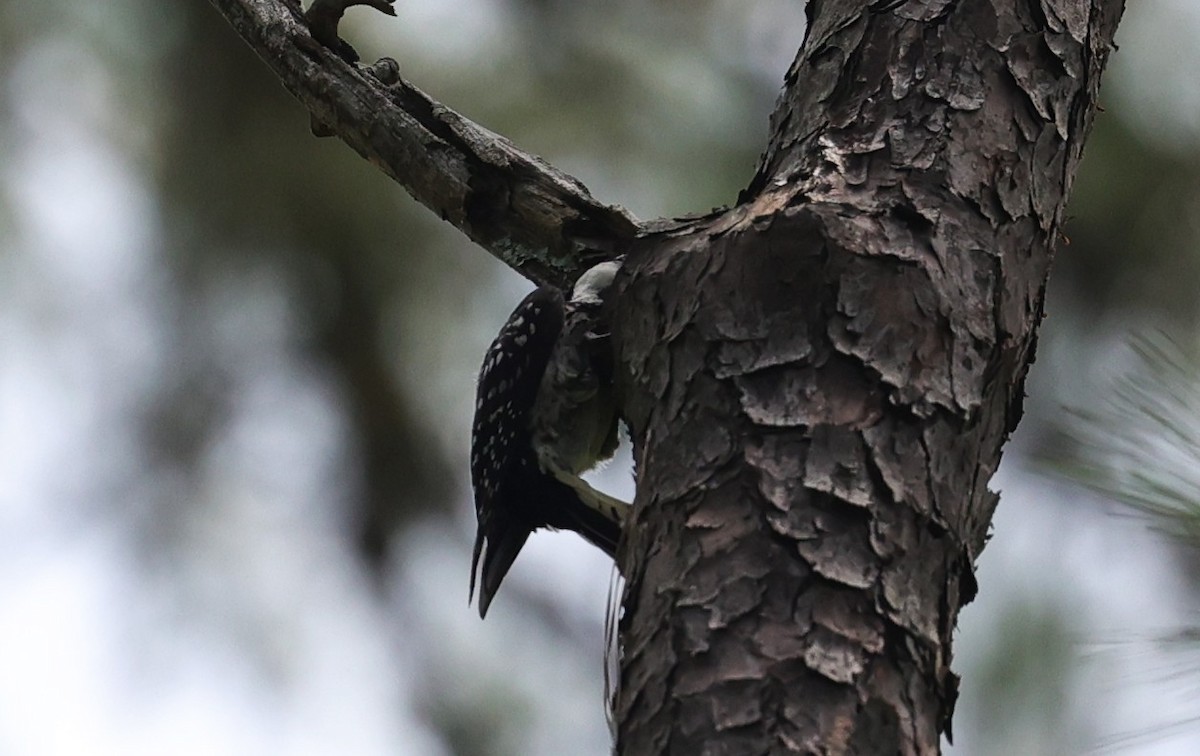 Red-cockaded Woodpecker - ML638373716