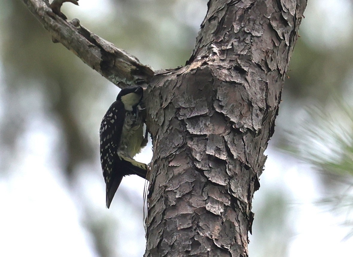 Red-cockaded Woodpecker - ML638373717