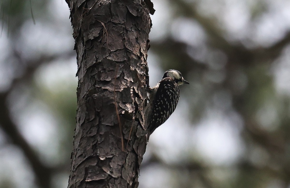 Red-cockaded Woodpecker - ML638373718