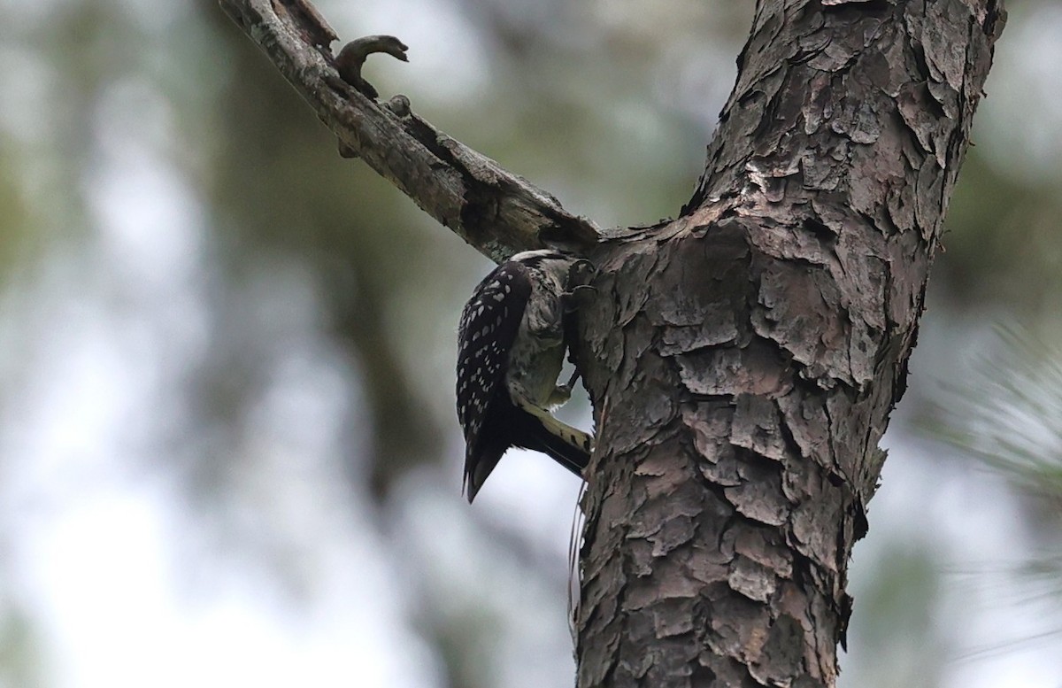 Red-cockaded Woodpecker - ML638373719