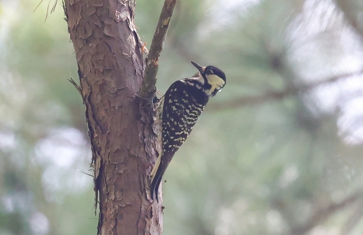 Red-cockaded Woodpecker - ML638373720