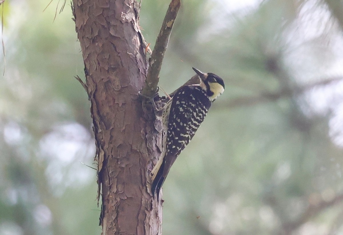 Red-cockaded Woodpecker - ML638373721
