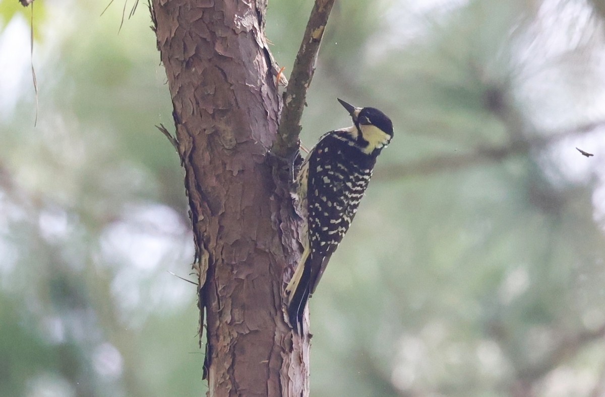 Red-cockaded Woodpecker - ML638373722