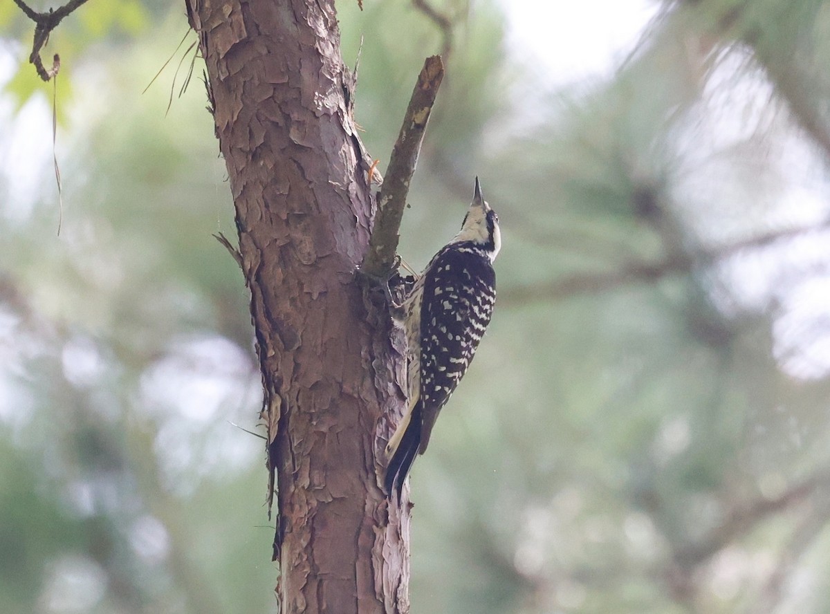 Red-cockaded Woodpecker - ML638373723