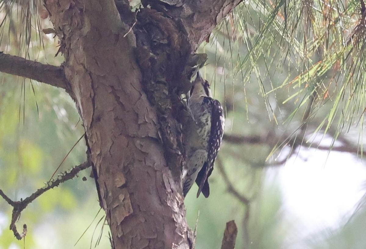 Red-cockaded Woodpecker - ML638373724