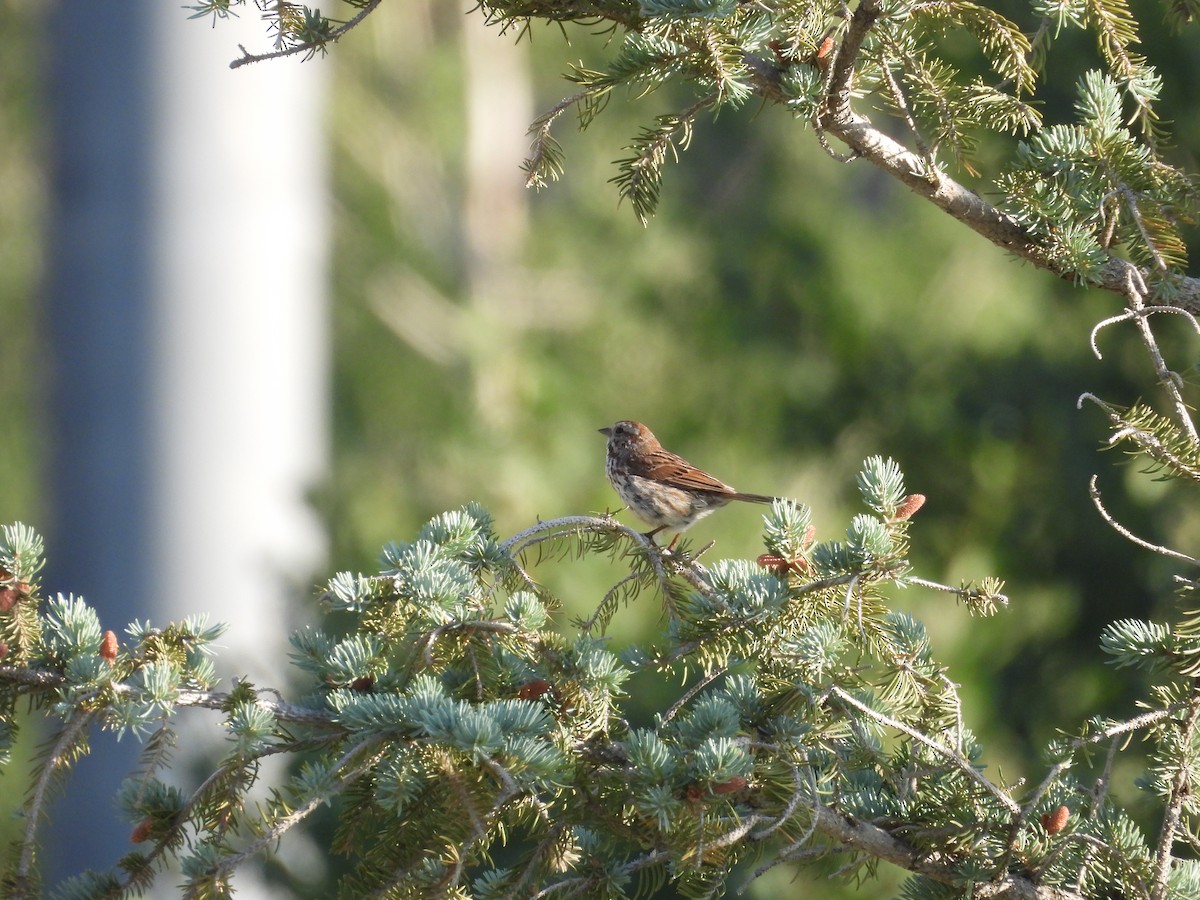 Song Sparrow - ML638373726