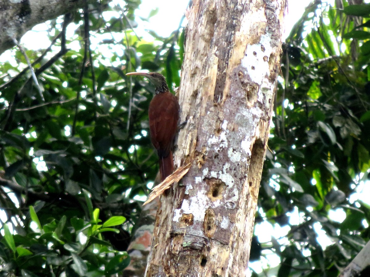 Long-billed Woodcreeper - ML638373732
