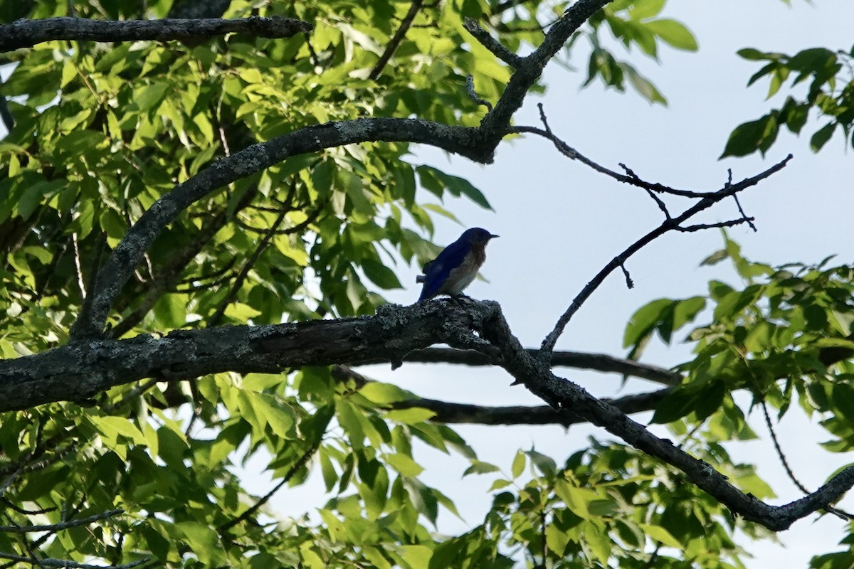 Eastern Bluebird - ML638373765