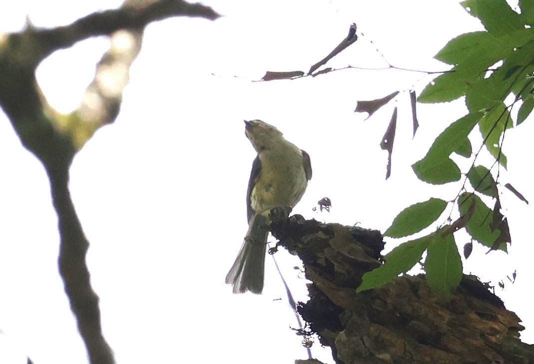 Tufted Titmouse - ML638373776