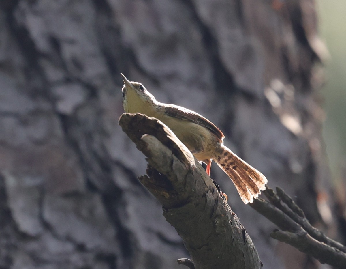 Carolina Wren - ML638373799