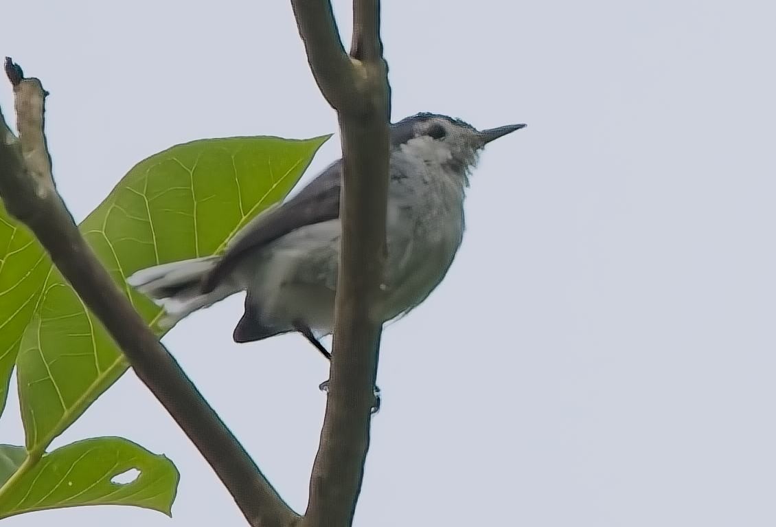 White-browed Gnatcatcher - ML638373808