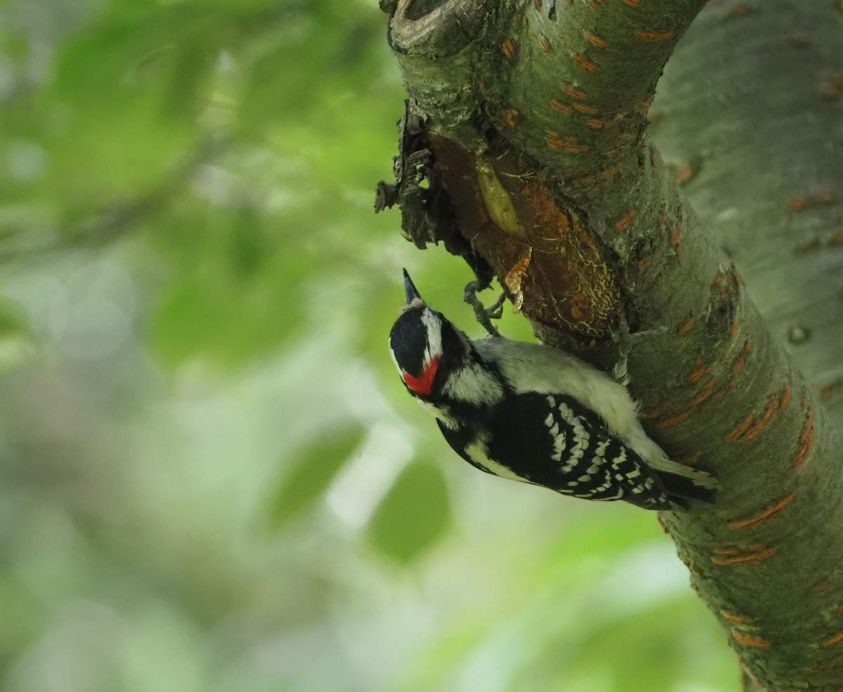 Downy Woodpecker - ML638373818