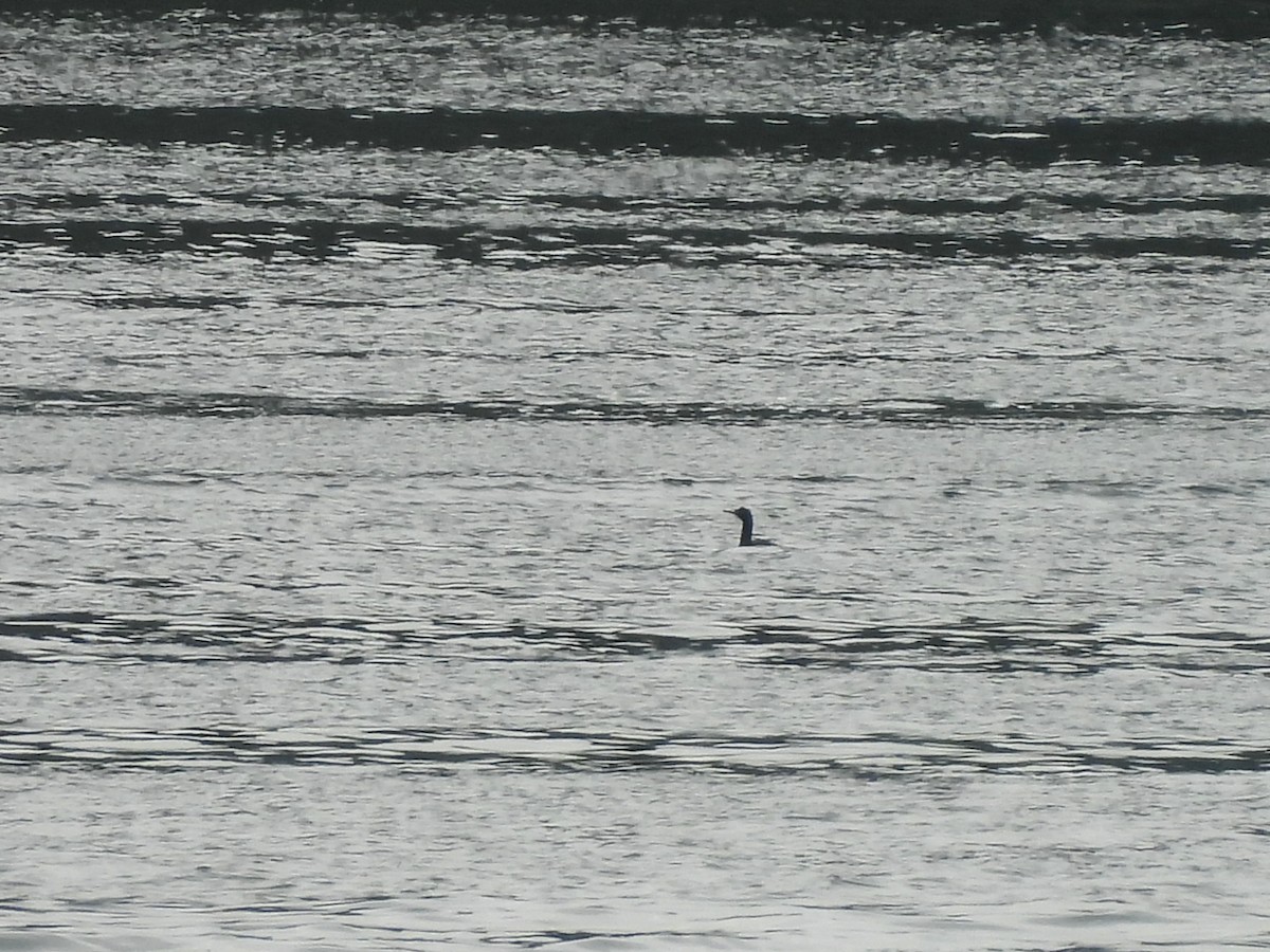 Pelagic Cormorant - ML638373819