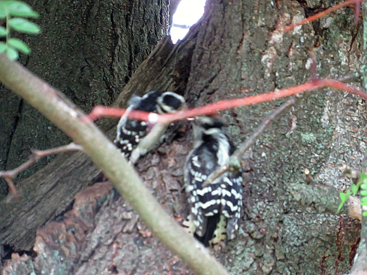 Downy Woodpecker - ML638373828
