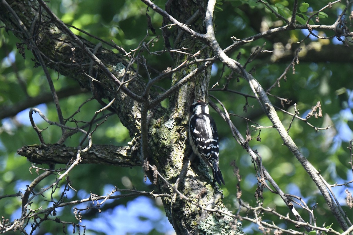 Downy Woodpecker - ML638373839
