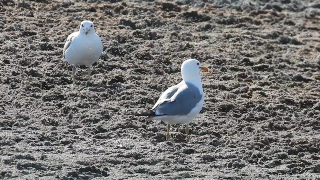 California Gull - ML638373845