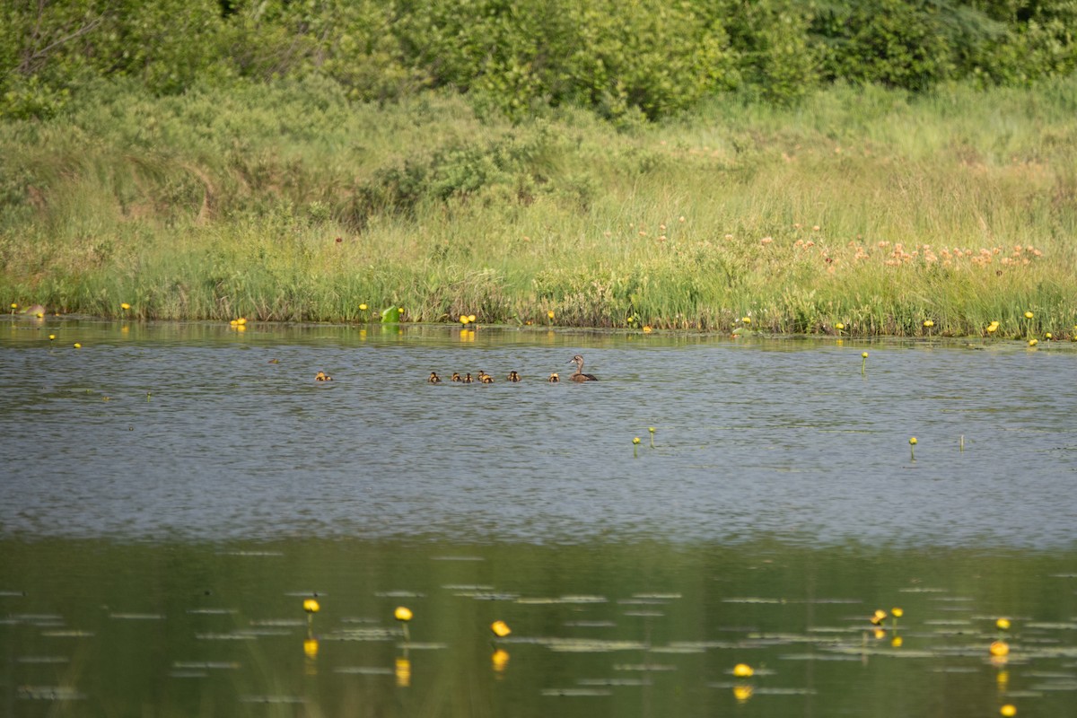 Ring-necked Duck - ML638373881