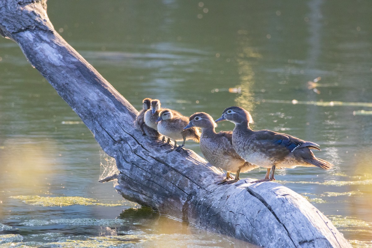 Wood Duck - ML638373882