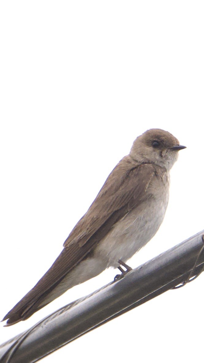 Northern Rough-winged Swallow - ML638373883