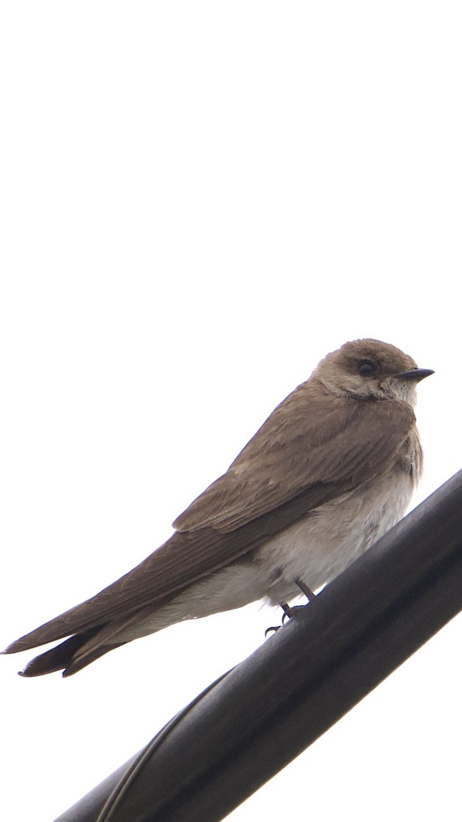 Northern Rough-winged Swallow - ML638373885