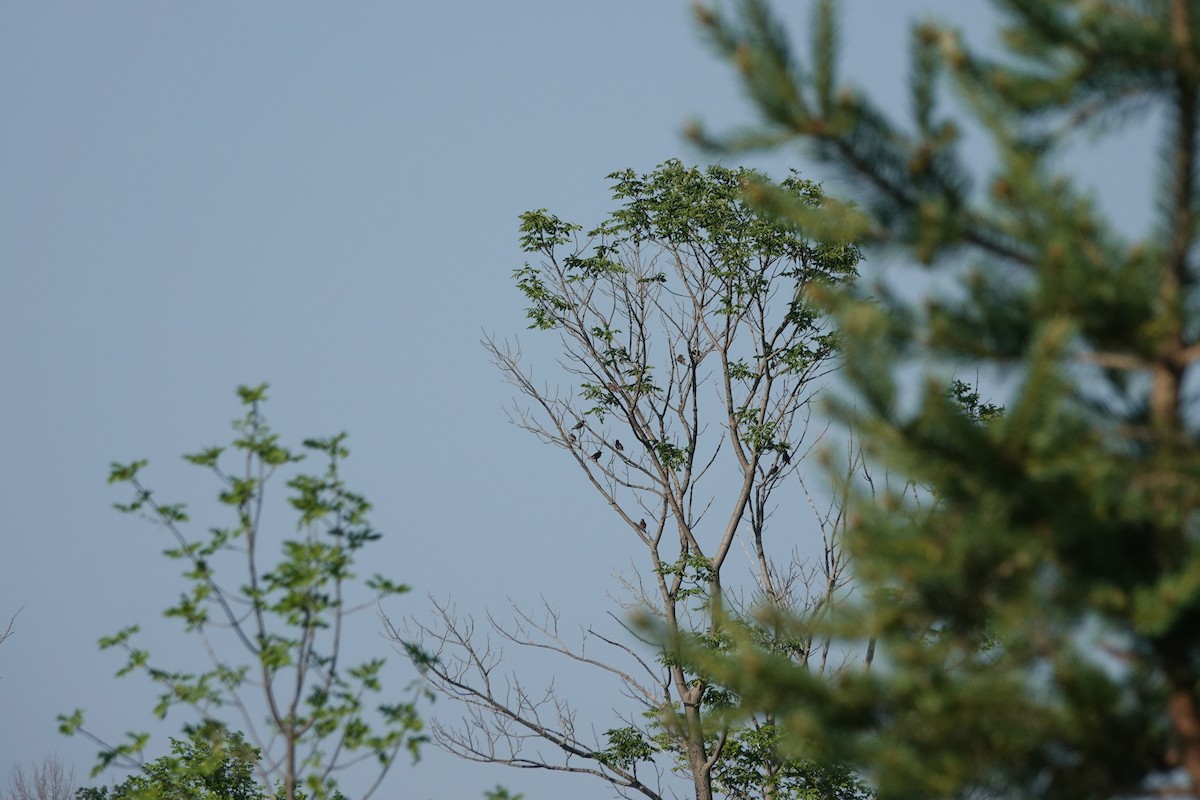 European Starling - ML638373891
