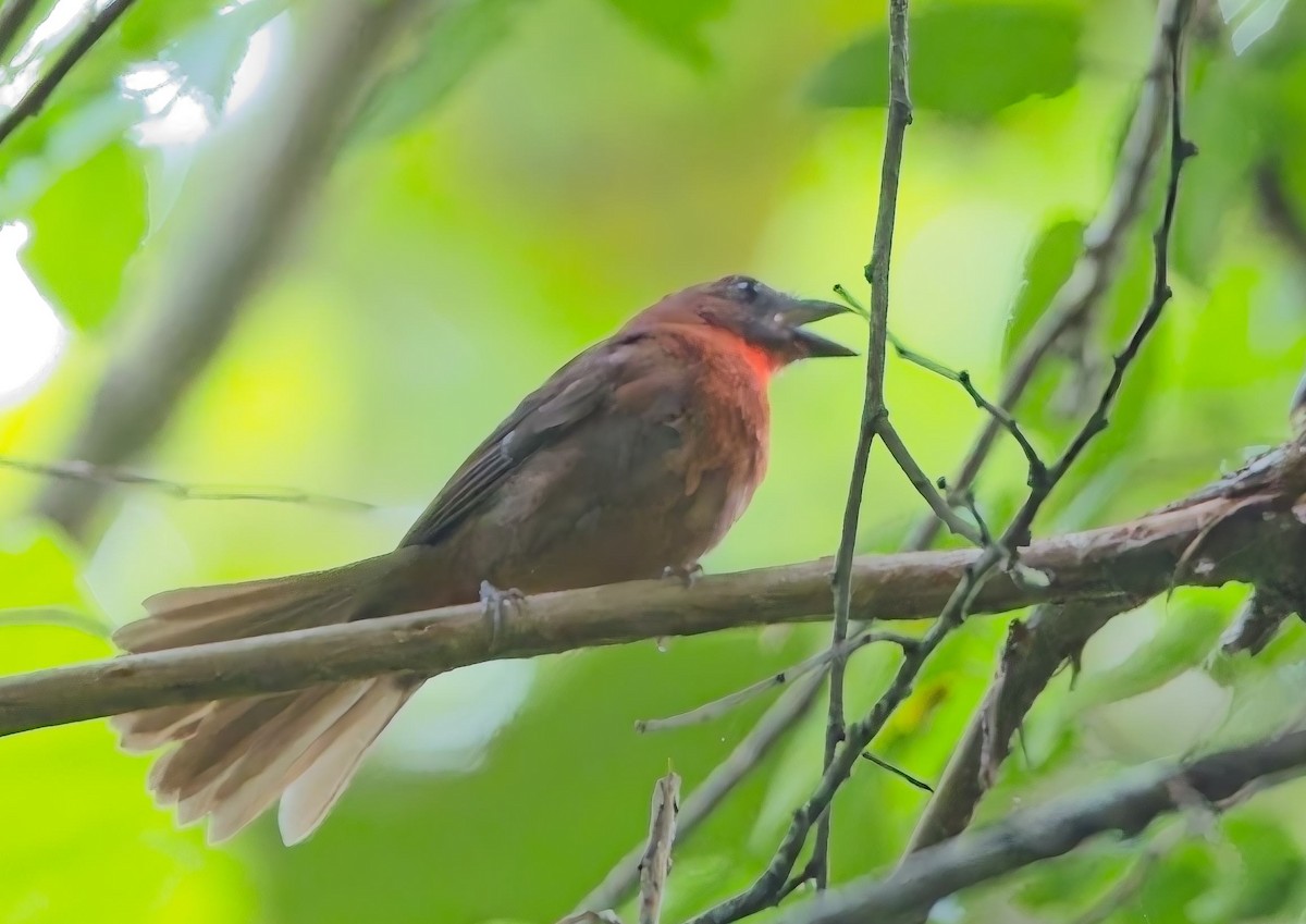 Red-throated Ant-Tanager - ML638373898