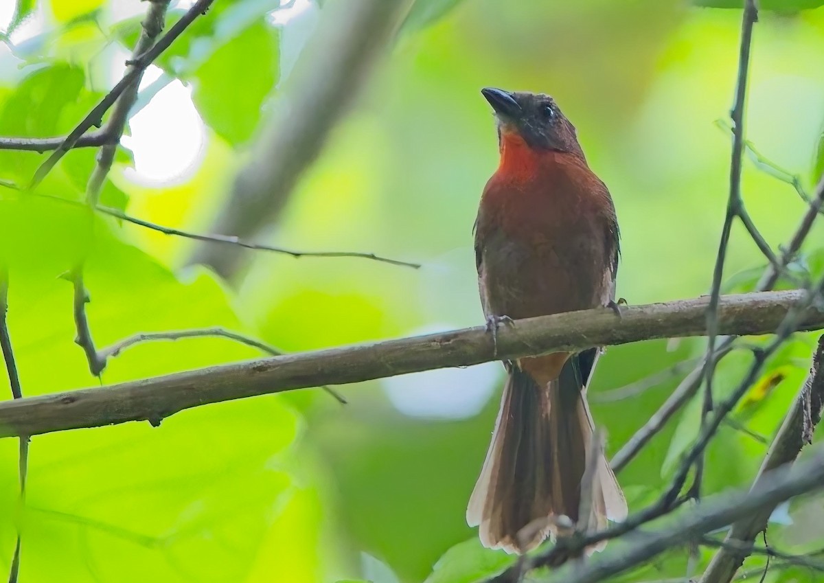 Red-throated Ant-Tanager - ML638373899