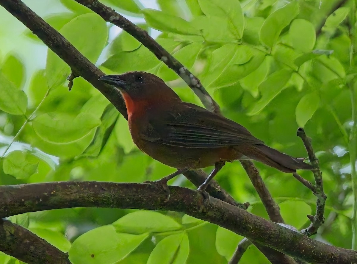 Red-throated Ant-Tanager - ML638373900