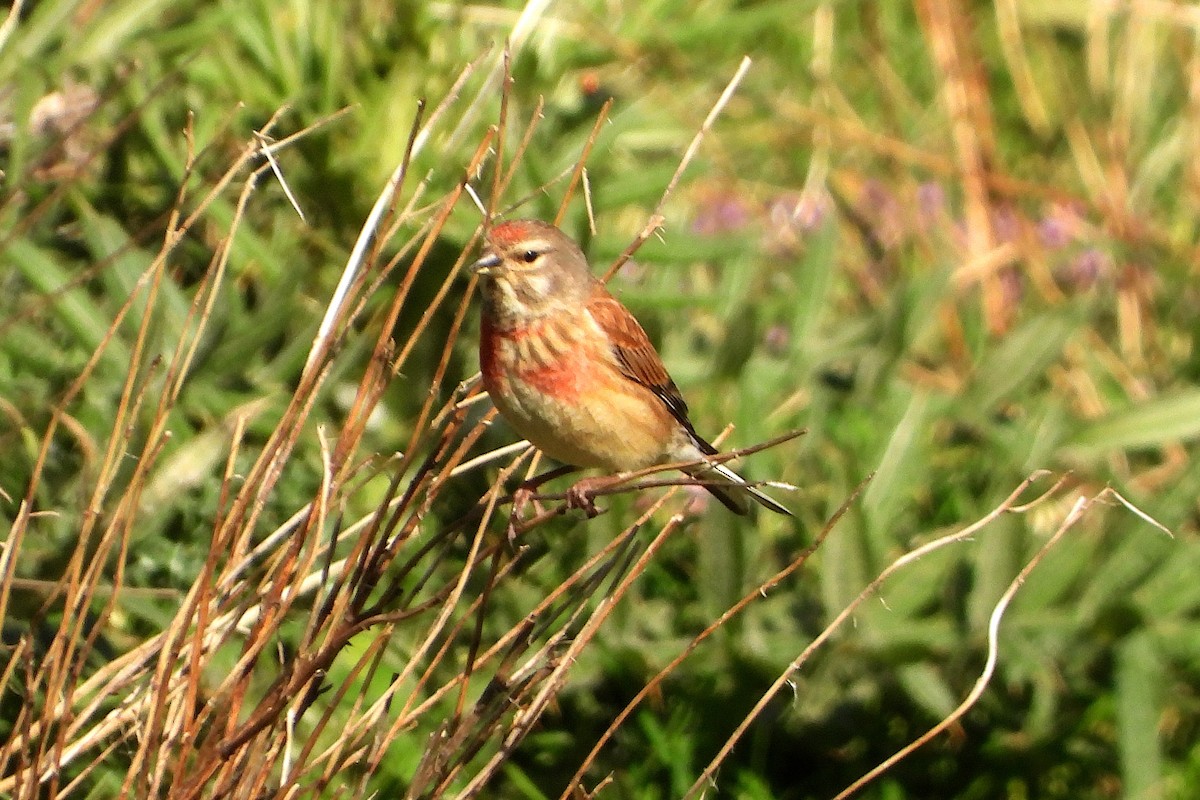 Eurasian Linnet - ML638373908