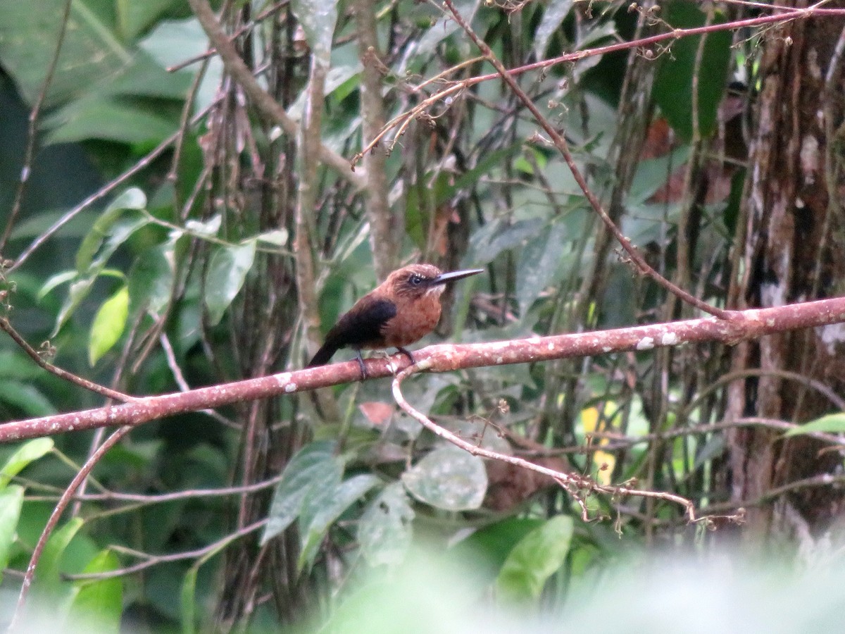 Brown Jacamar - ML638373922