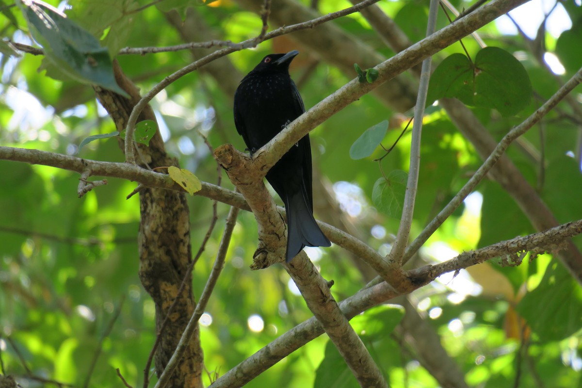 Spangled Drongo - ML638373925
