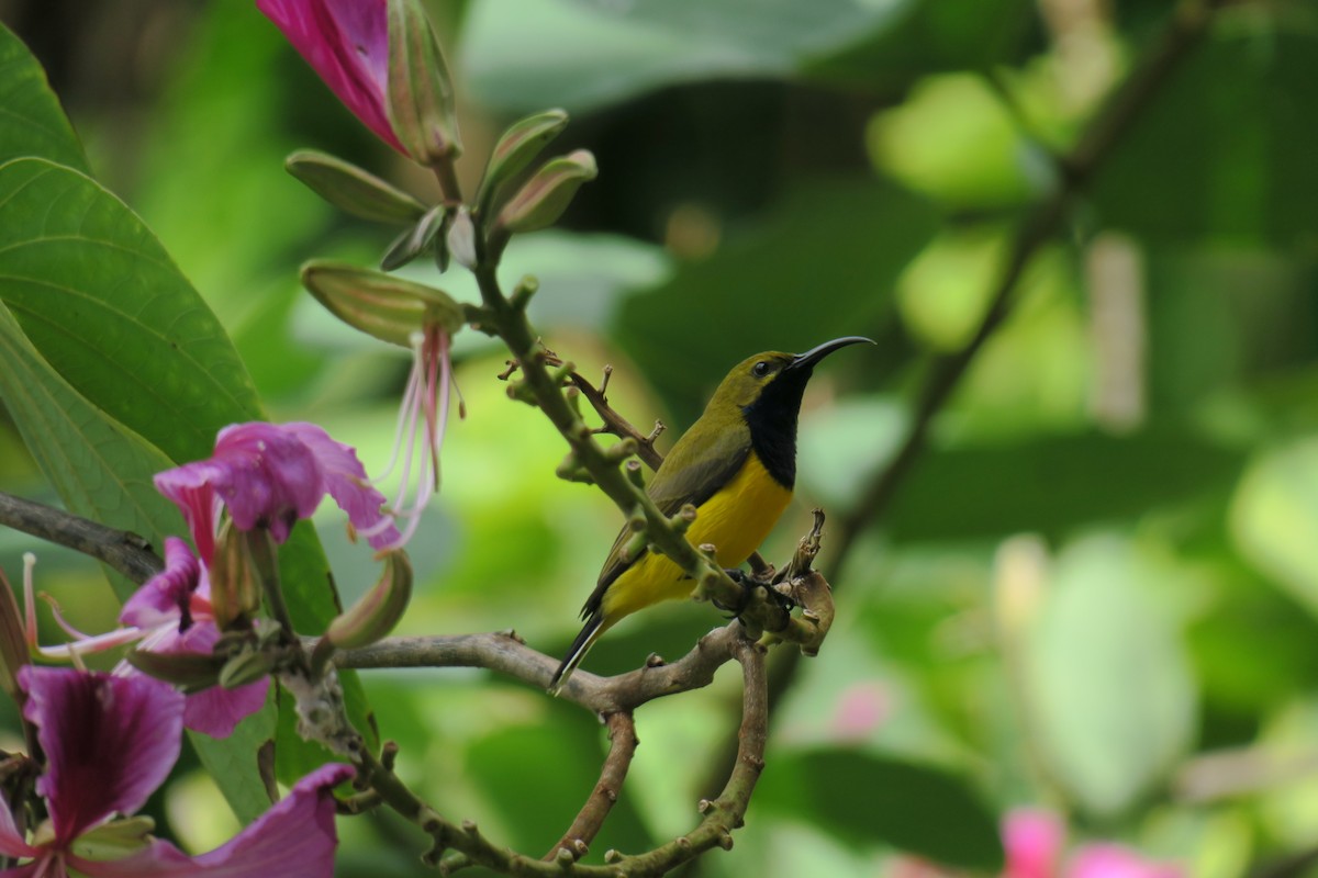 Sahul Sunbird - ML638373938