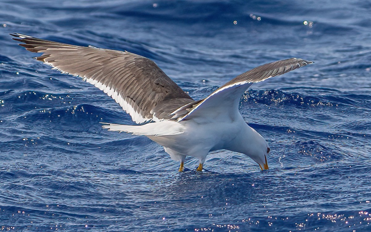 Lesser Black-backed Gull - ML638373940