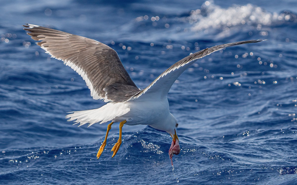Lesser Black-backed Gull - ML638373942