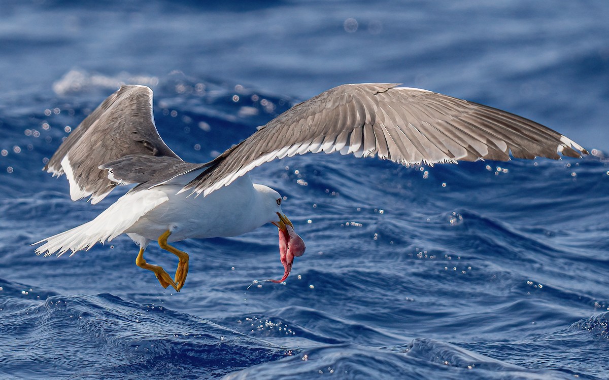 Lesser Black-backed Gull - ML638373946