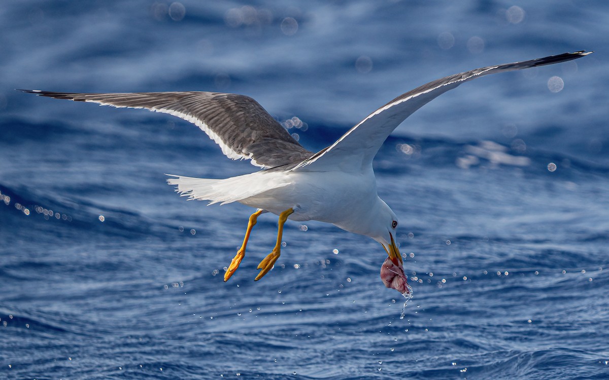 Lesser Black-backed Gull - ML638373952