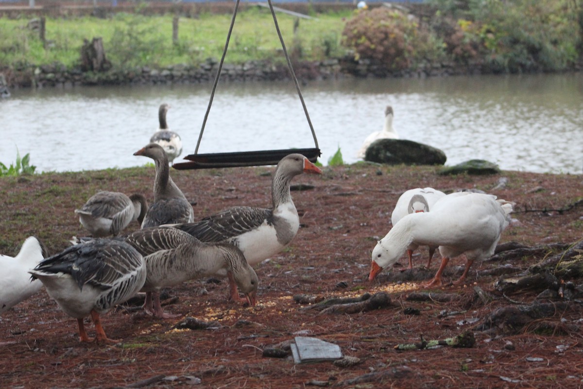 Domestic goose sp. (Domestic type) - ML638373958