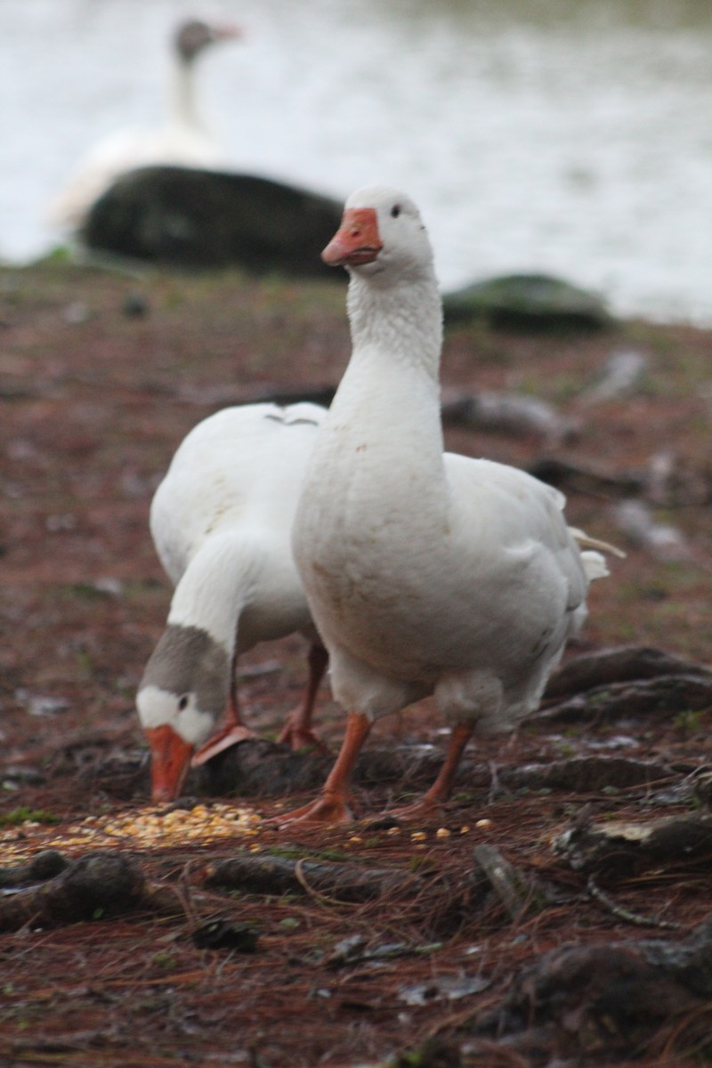 Domestic goose sp. (Domestic type) - ML638373960