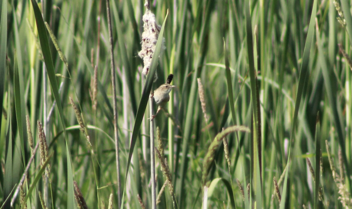 Sedge Wren - ML638373961