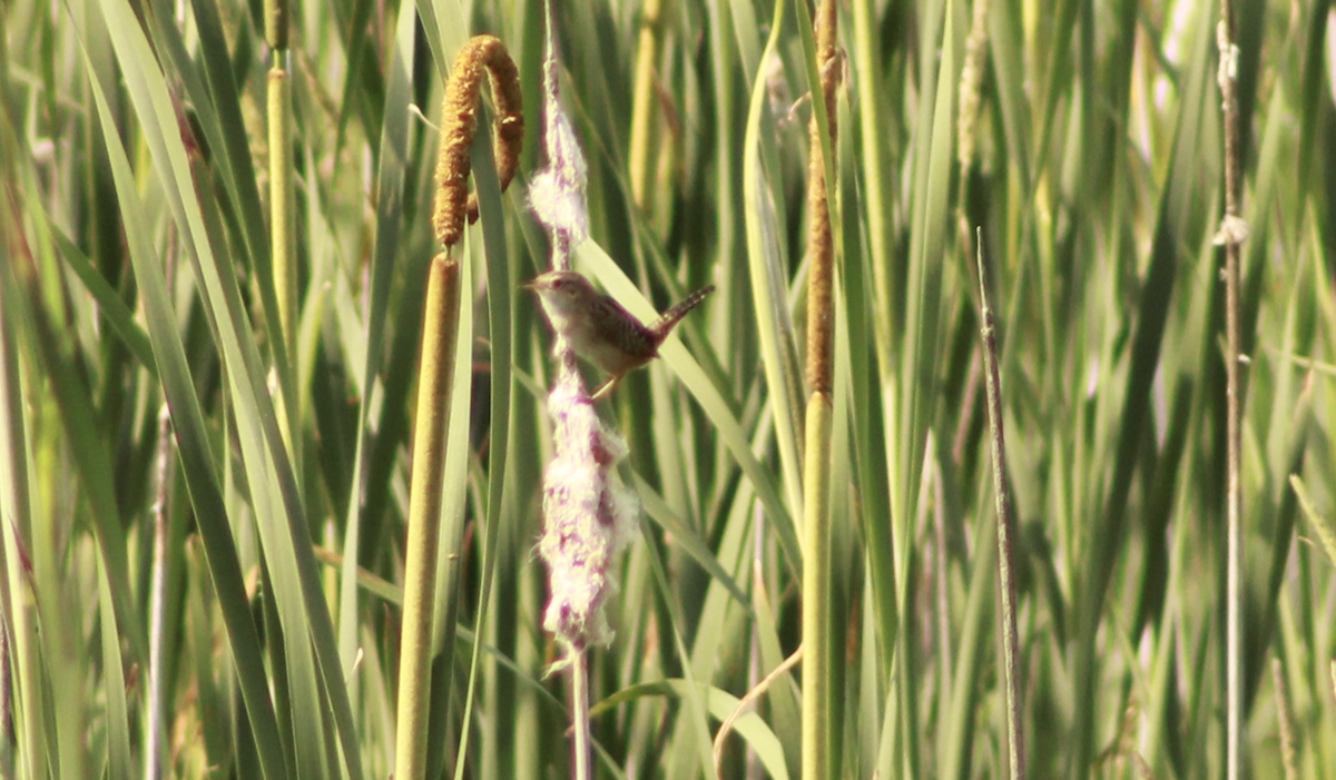 Sedge Wren - ML638373962