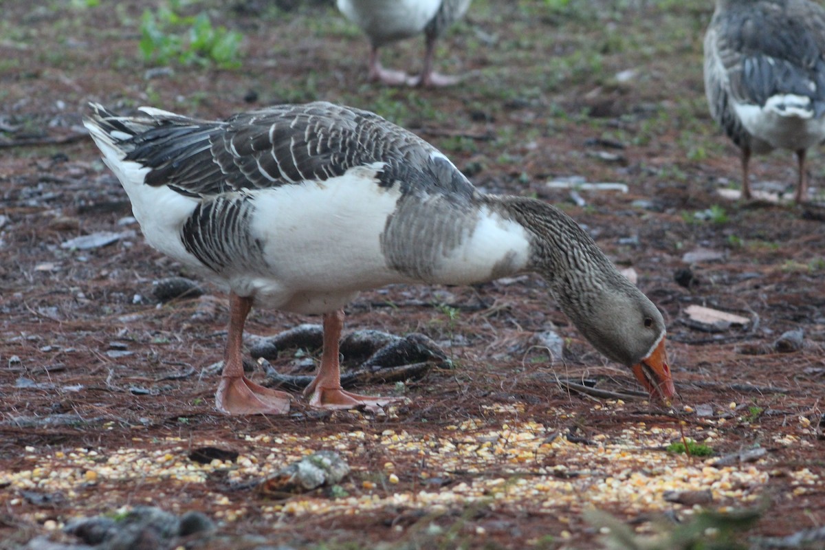 Domestic goose sp. (Domestic type) - ML638373963