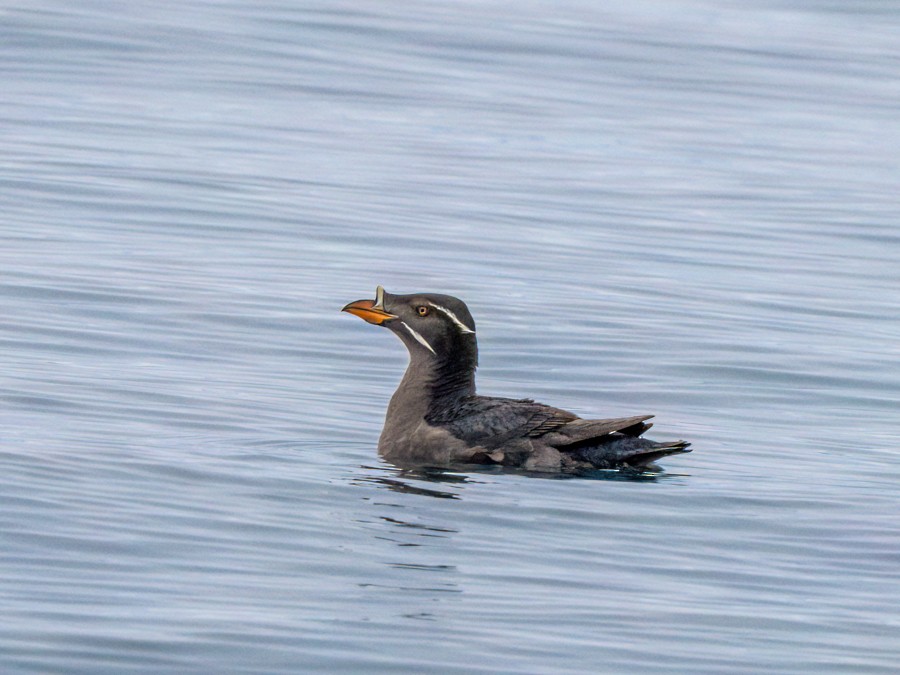 Rhinoceros Auklet - ML638373968