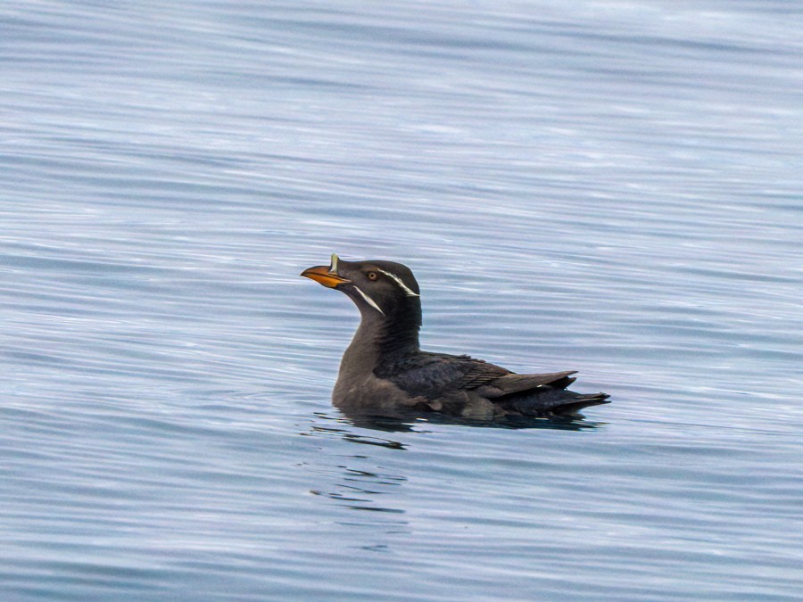 Rhinoceros Auklet - ML638373969