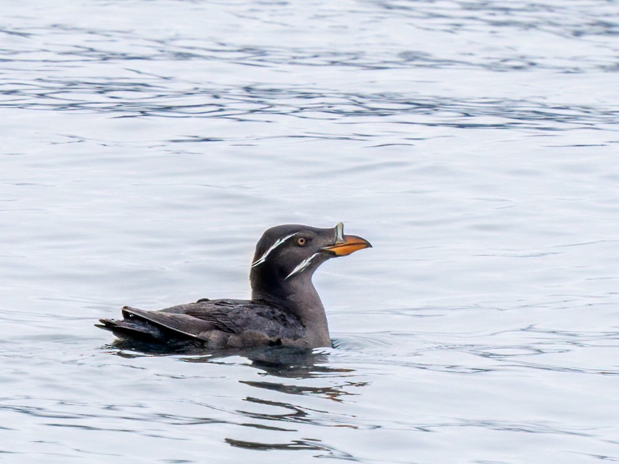 Rhinoceros Auklet - ML638373970