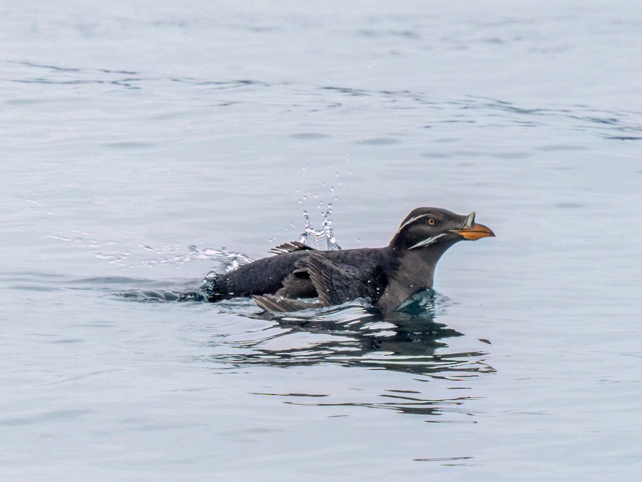 Rhinoceros Auklet - ML638373971
