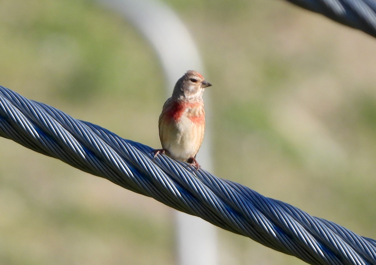 Eurasian Linnet - ML638373976